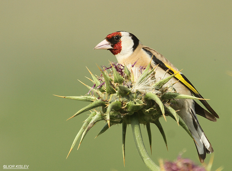 European Goldfinch Carduelis carduelis ,Ramot,  Golan ,Israel, 17-03-12. Lior Kislev